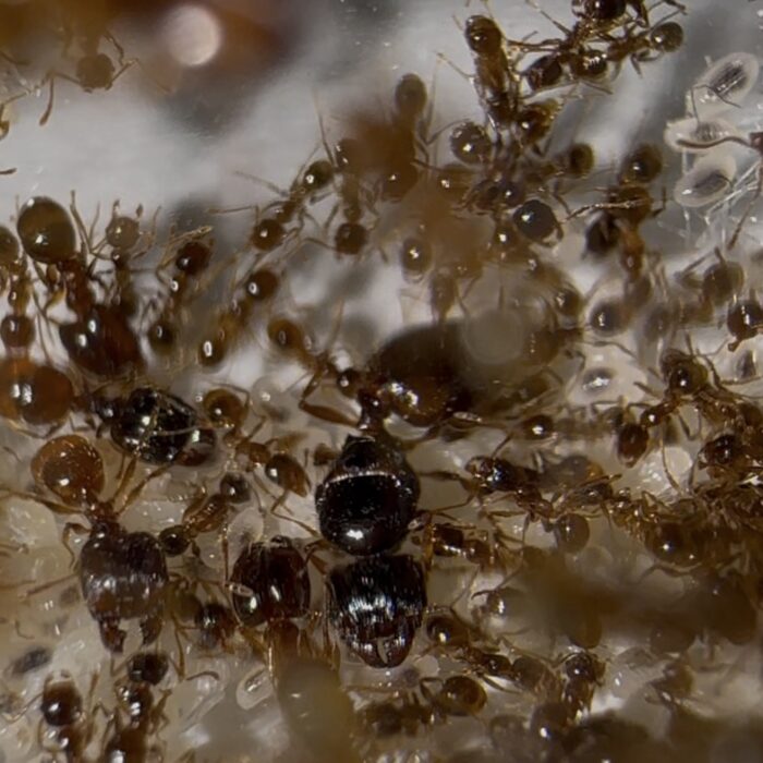 Pheidole pallidula