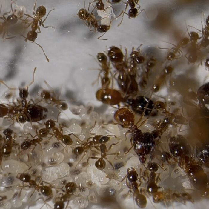 Pheidole pallidula