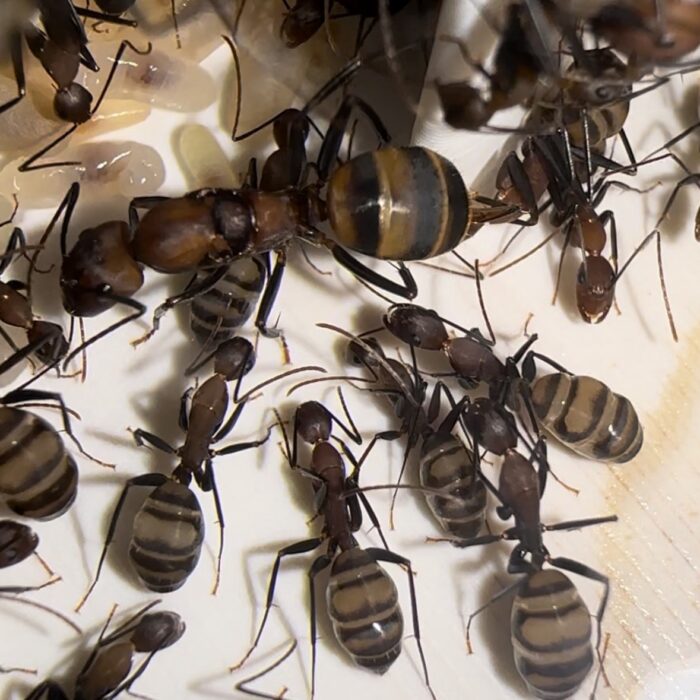 Camponotus habereri