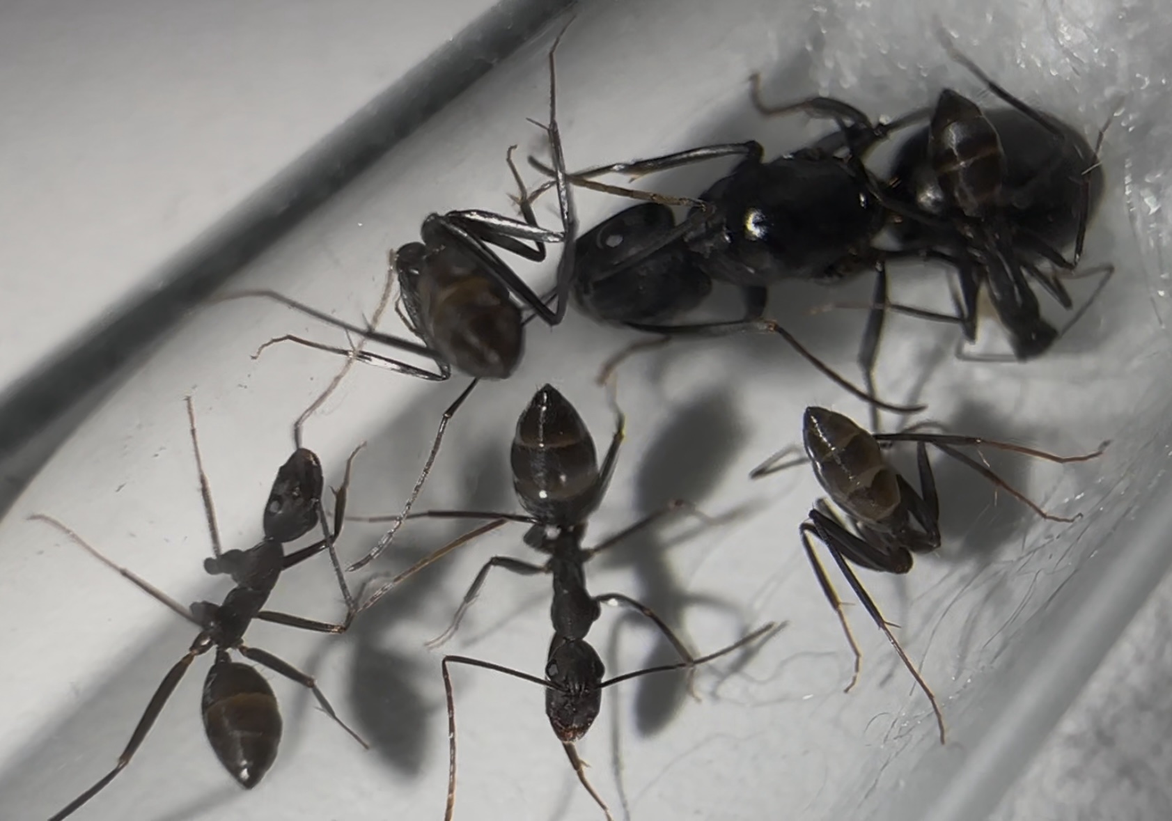 Camponotus cf alii – Bild 2