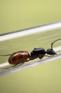 Camponotus US-CA 02