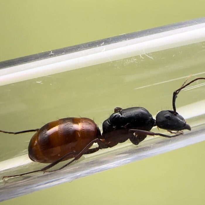 Camponotus US-CA 02