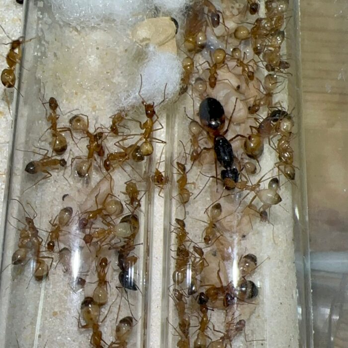 Camponotus sanctus