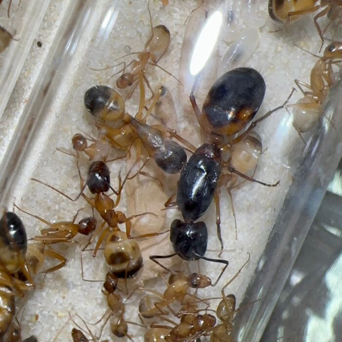 Camponotus sanctus