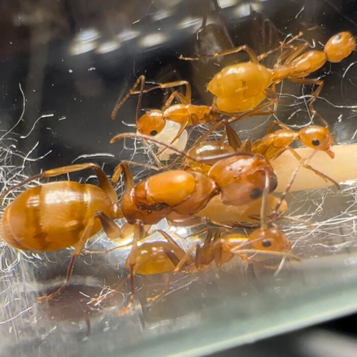 Camponotus Lianghuang