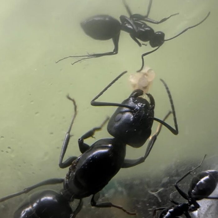 Camponotus foreli