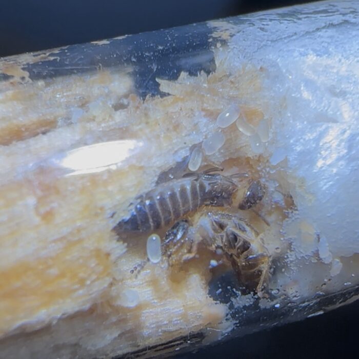Reticulitermes cf. chinensis