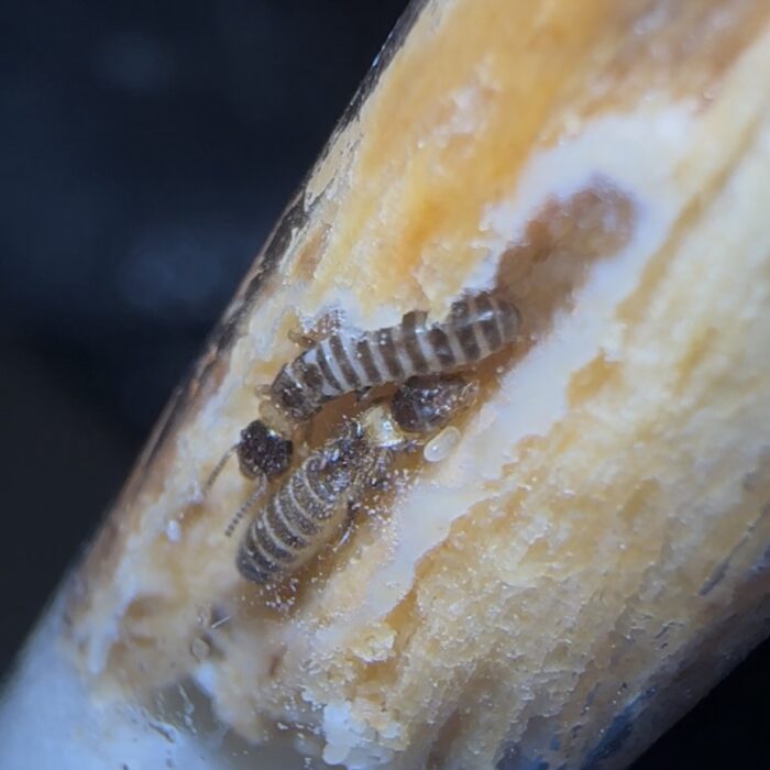 Reticulitermes cf. chinensis