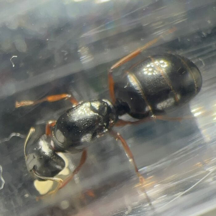 Camponotus friedae