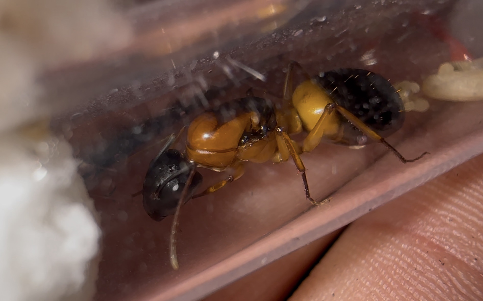 Camponotus consobrinus – Bild 3
