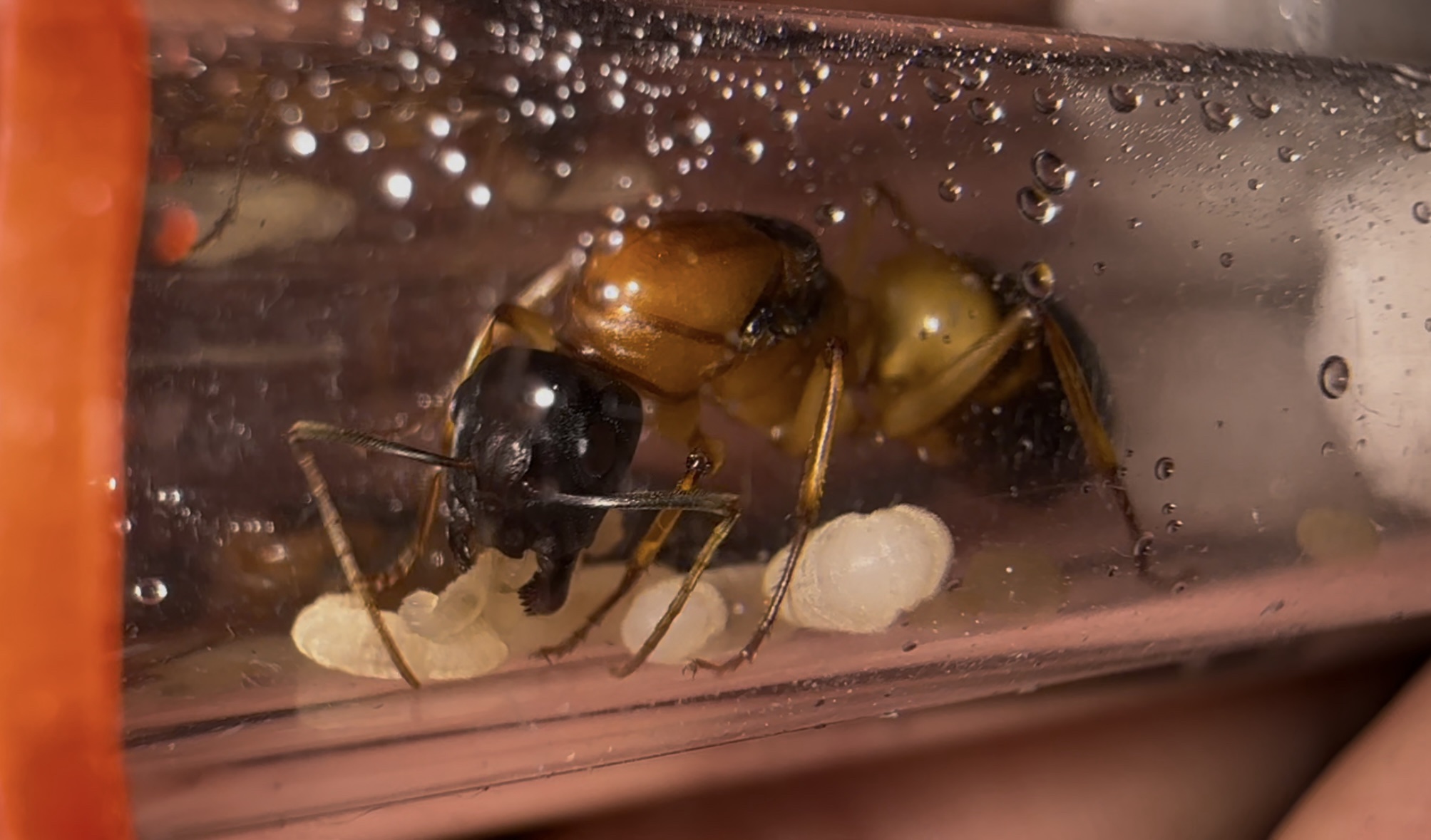 Camponotus consobrinus – Bild 2