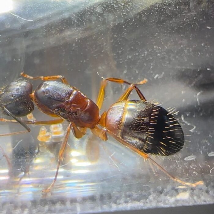 Camponotus