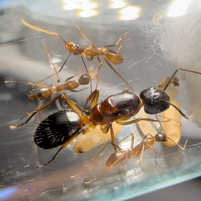 Camponotus aus Vietnam