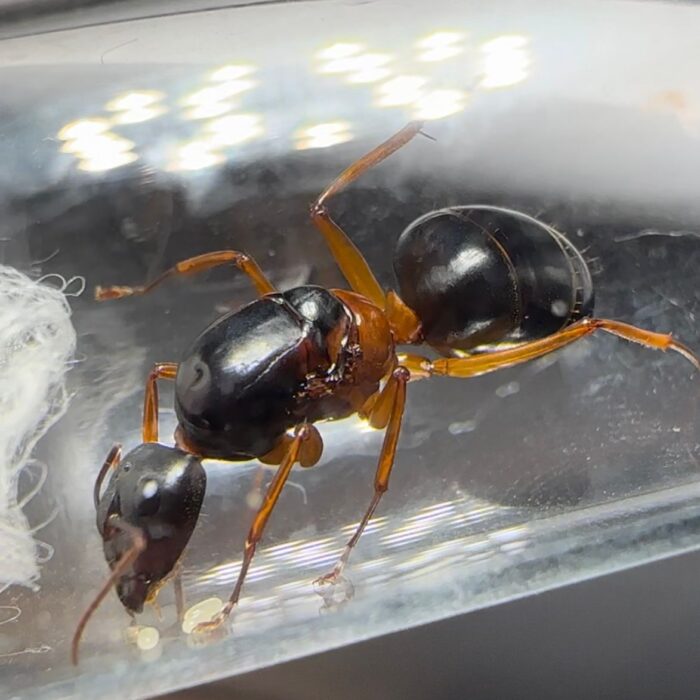 Camponotus festinus