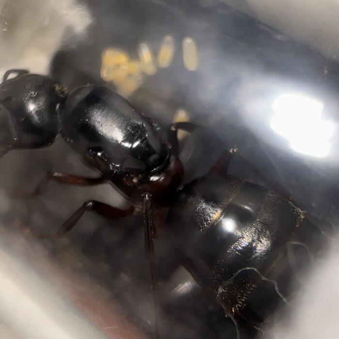 Camponotus herculeanus