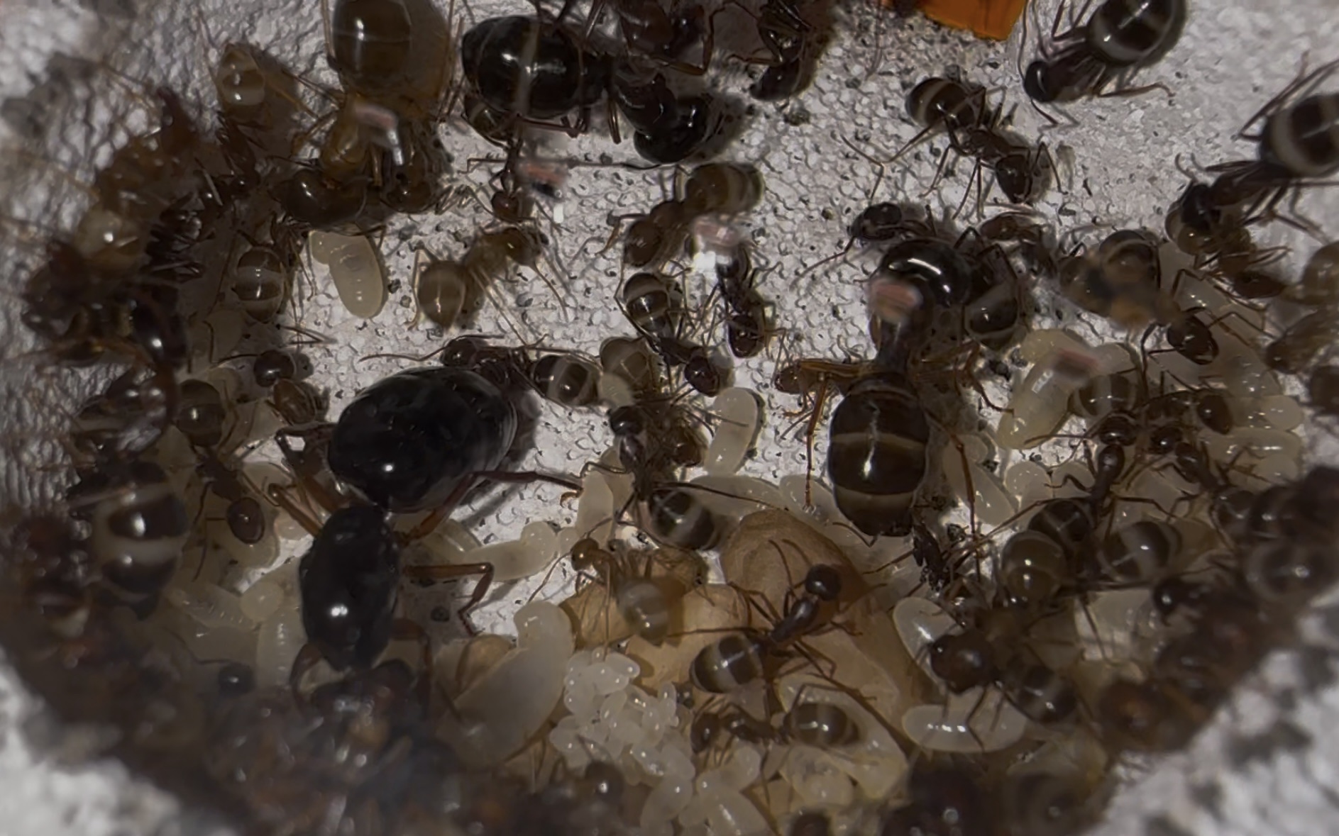 Camponotus siemsseni – Bild 3