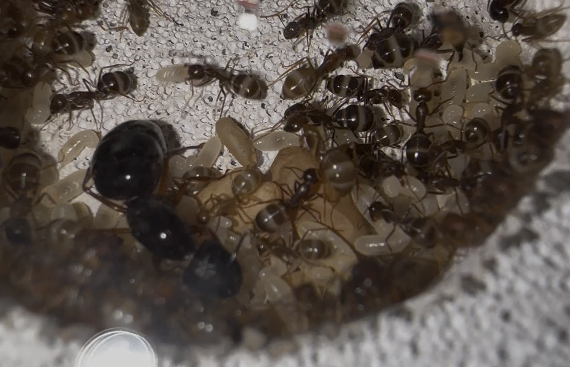 Camponotus siemsseni – Bild 4