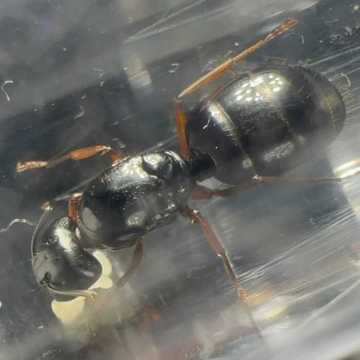 Camponotus siemsseni