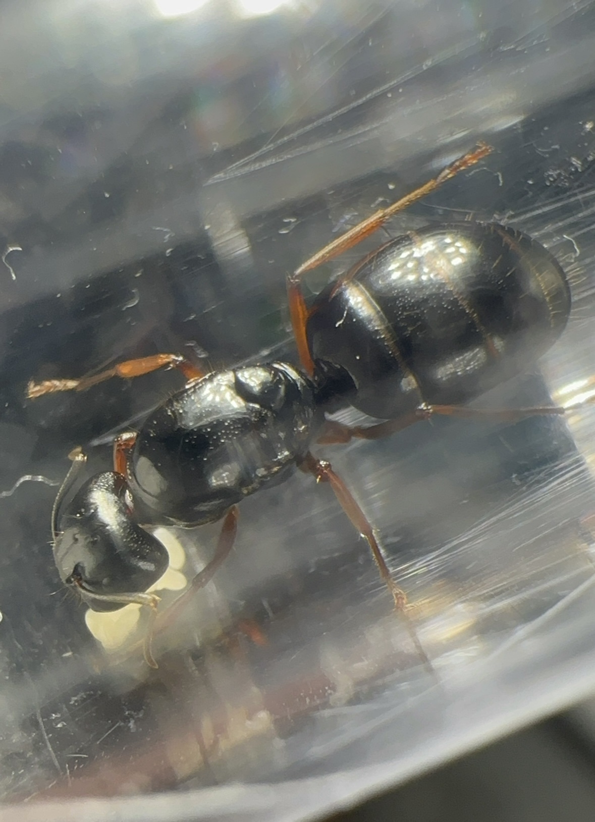 Camponotus siemsseni – Bild 2