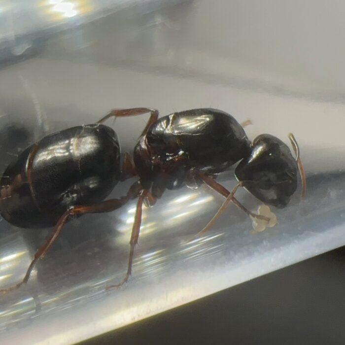 Camponotus siemsseni