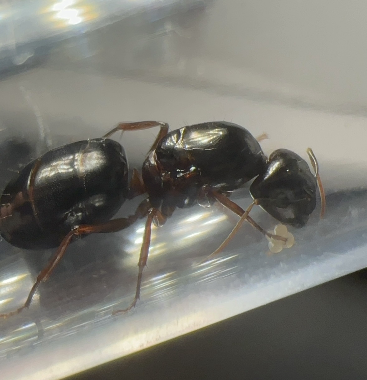 Camponotus siemsseni