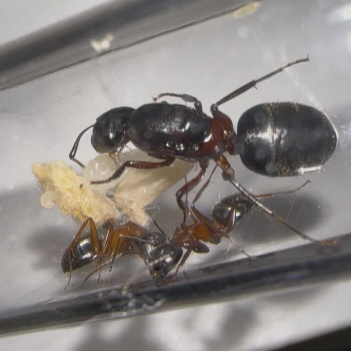 Camponotus herculeanus