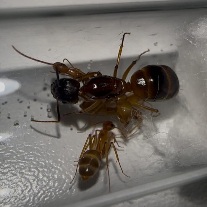 Camponotus pseudoirritans