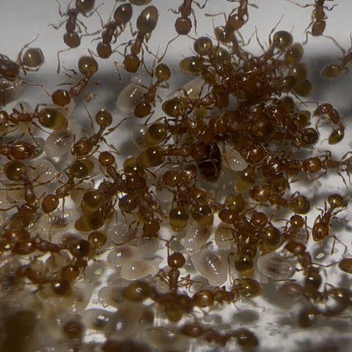 Temnothorax cf pardoi