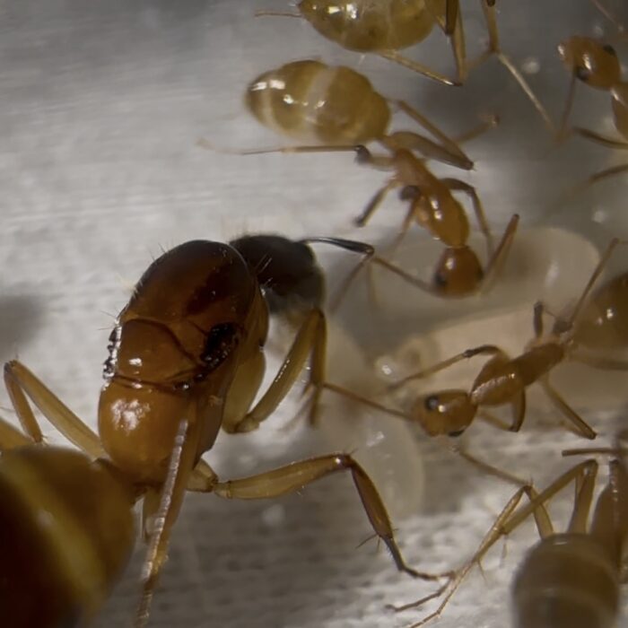 Camponotus pseudoirritans