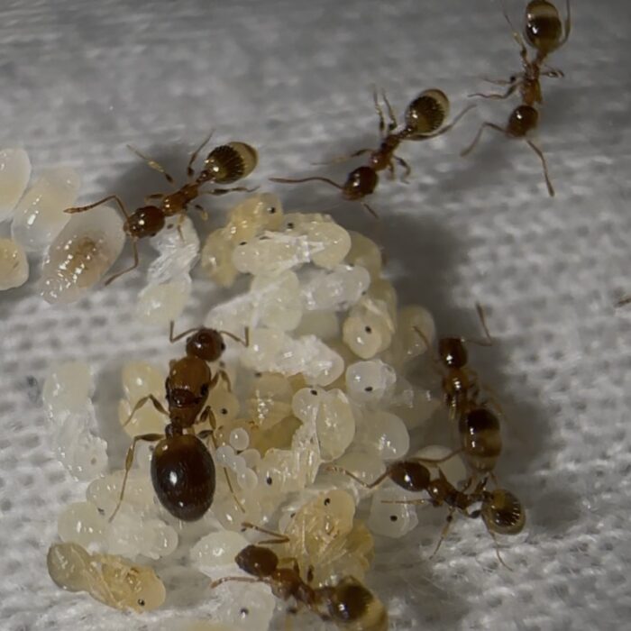 Temnothorax cf recedens