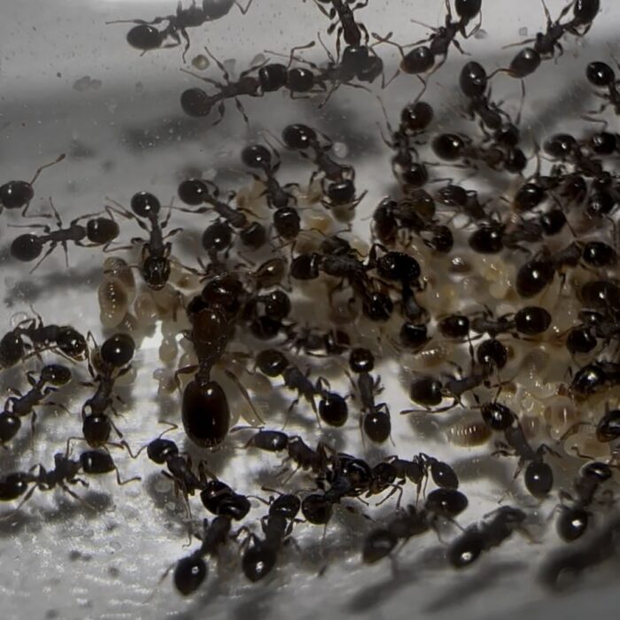 Temnothorax cf angustulus