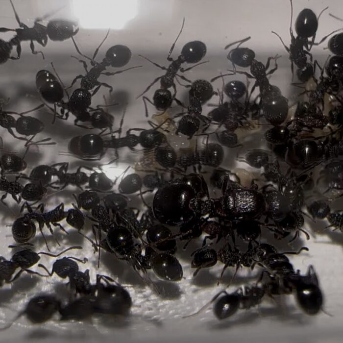 Temnothorax cf formosus