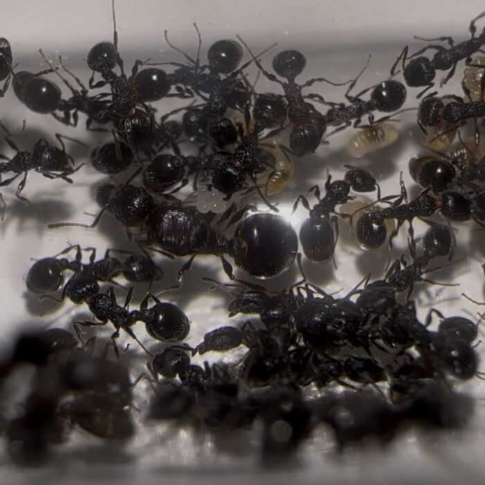 Temnothorax cf formosus