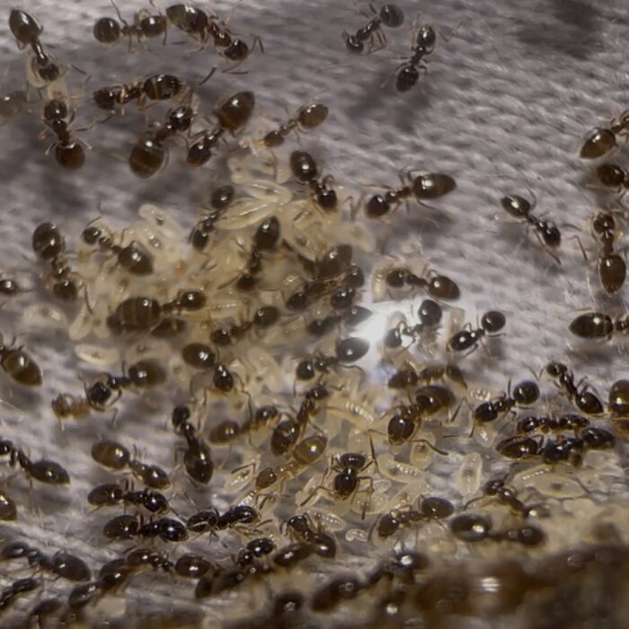 Plagiolepsis cf pygmaea