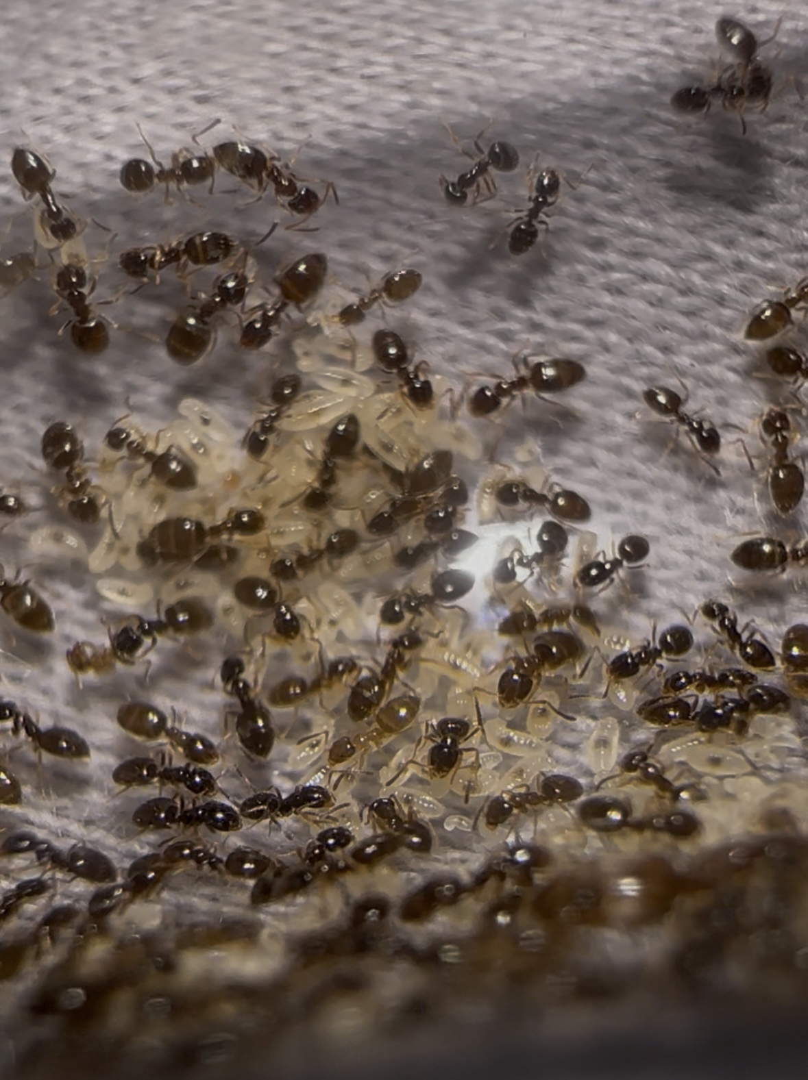 Plagiolepsis cf pygmaea – Bild 2