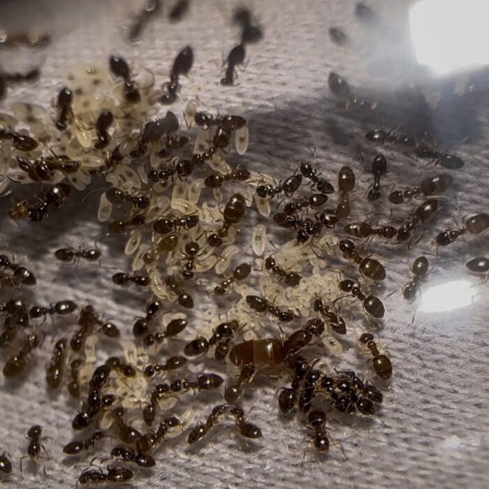 Plagiolepsis cf pygmaea