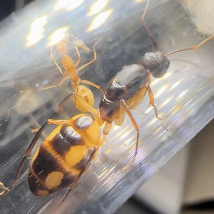 Camponotus maculatus