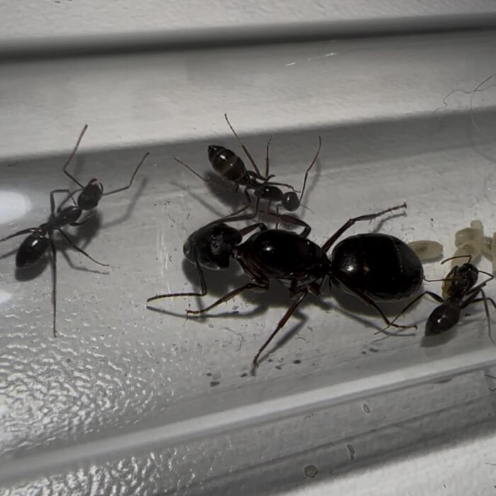 Camponotus sylvaticus