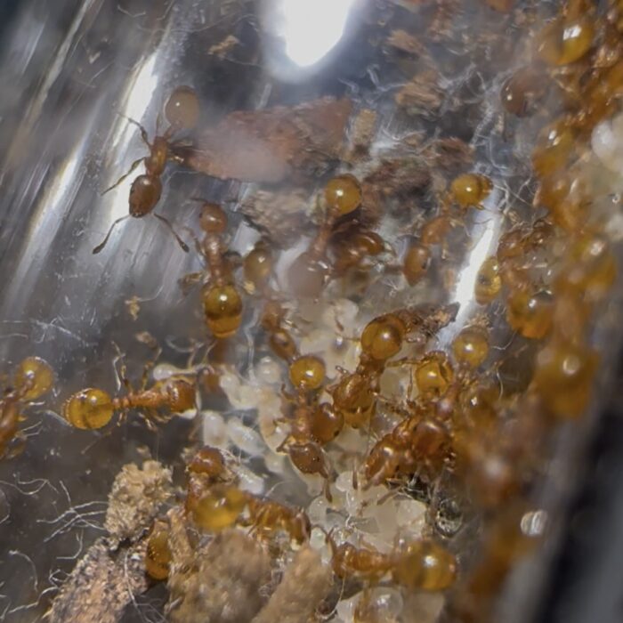 Temnothorax sp Spanien