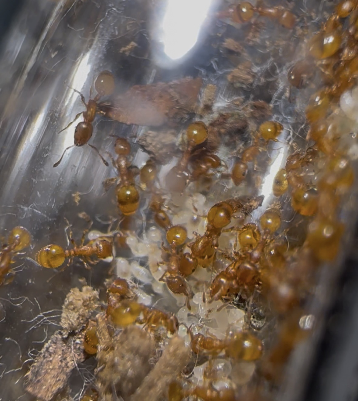 Temnothorax sp Spanien – Bild 2