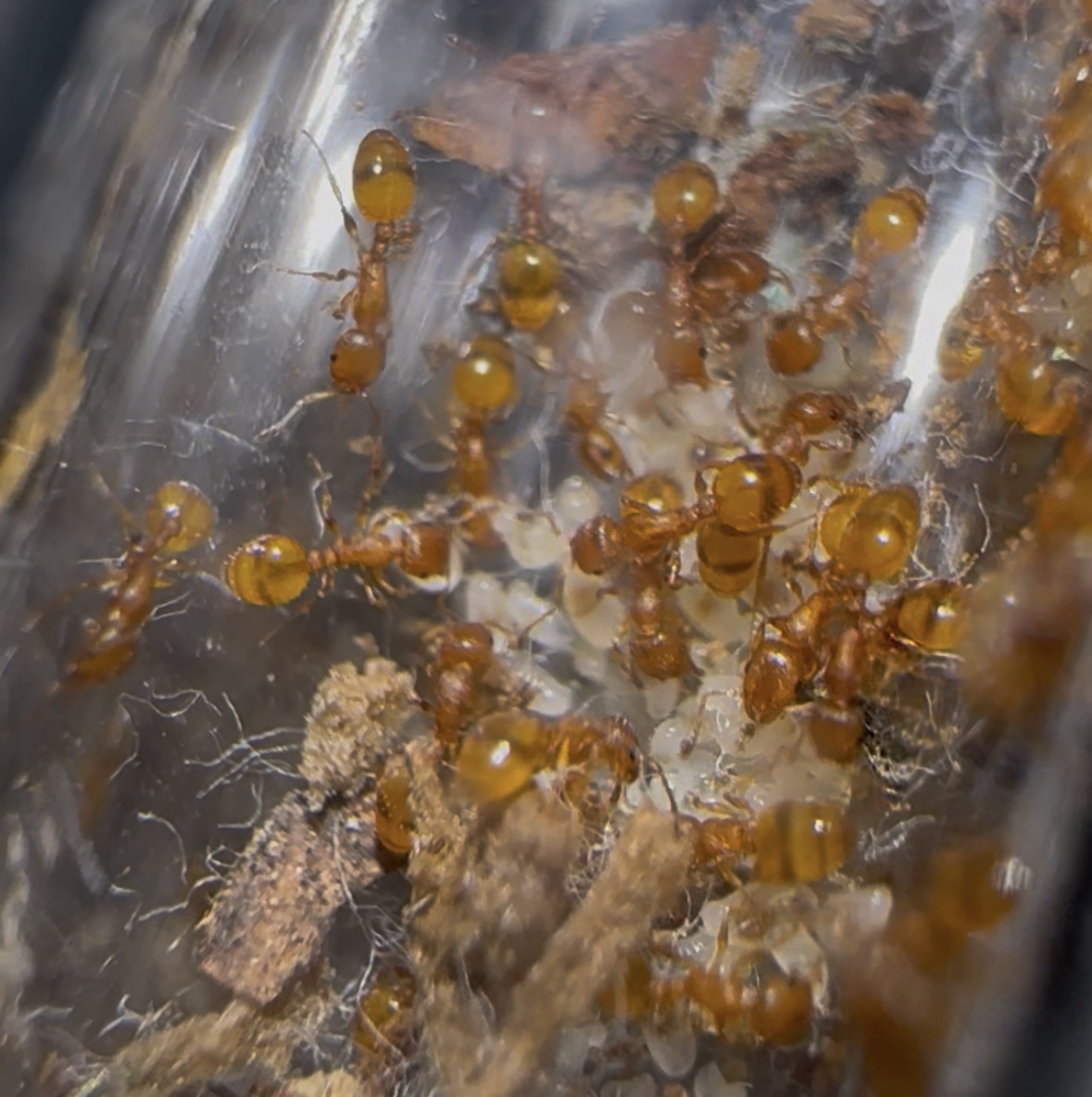 Temnothorax sp Spanien – Bild 3