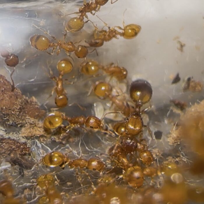 Temnothorax sp Spanien