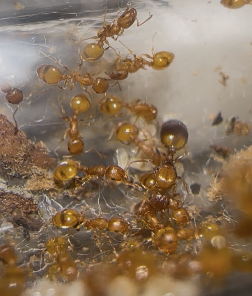 Temnothorax sp Spanien