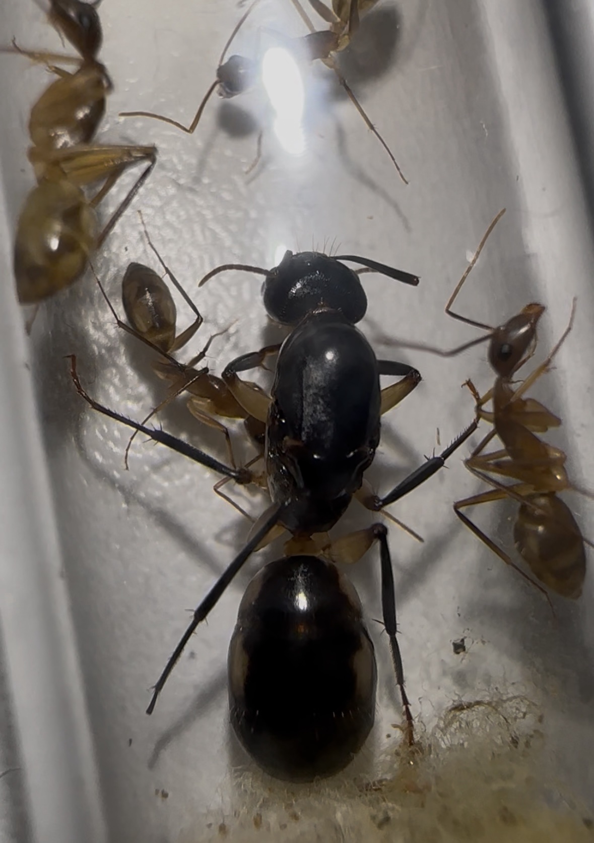 Camponotus maculatus – Bild 4