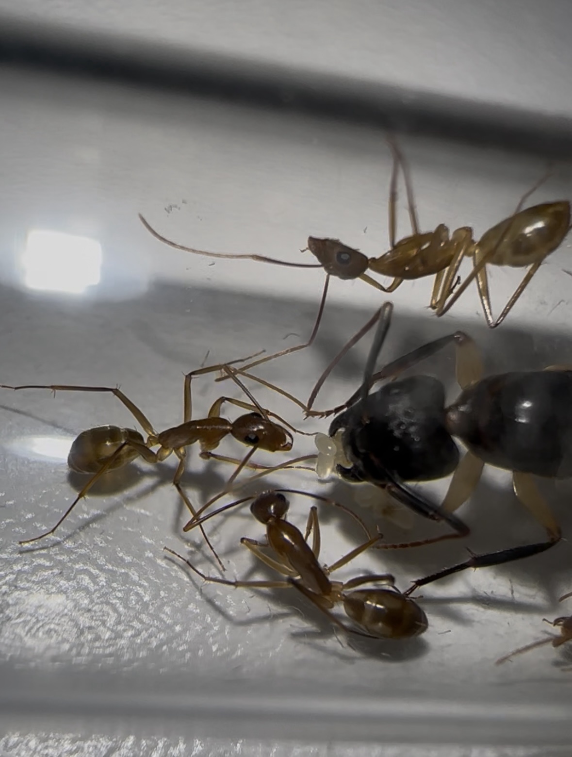 Camponotus maculatus – Bild 3
