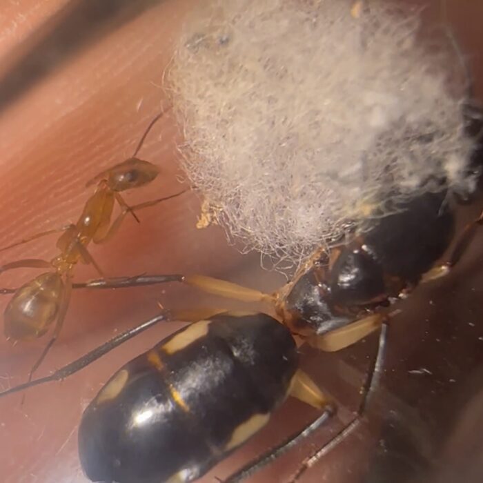 Camponotus maculatus