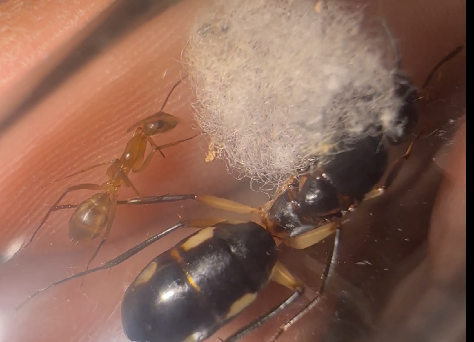 Camponotus maculatus – Bild 2