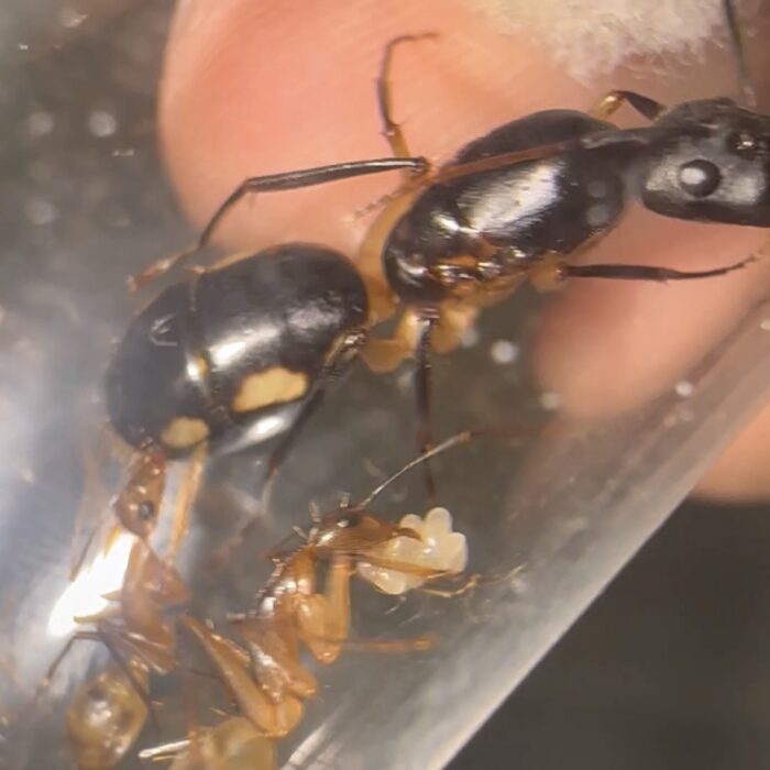 Camponotus maculatus