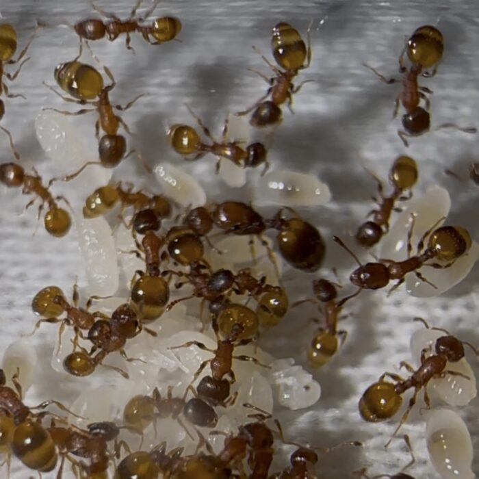 Temnothorax sp Spanien