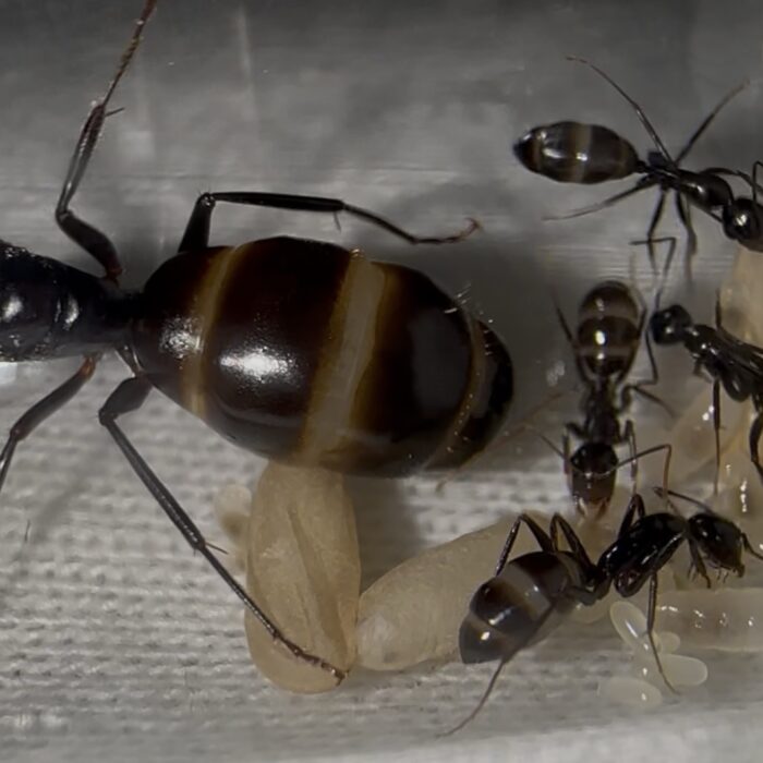 Camponotus sylvaticus